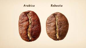 Arabica and Robusta: the differencies | Art Caffè